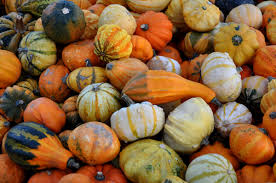 Wer ihn selbst angebaut hat, muss den hokkaido nicht schälen, da er ja keine schadstoffe enthält und zusätzlich gekocht wird. Vorsicht Giftig Manche Kurbisse Haben Es In Sich