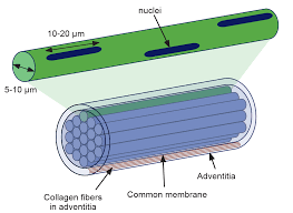 The last article iv executive board consultation was on february 22, 2021. Primo Vascular System A Unique Biological System Shifting A Medical Paradigm