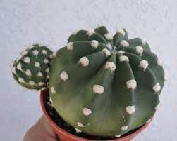 Euphorbia Milii 1 Rooted Plant Crown Of Thorns Lukmai B3 From Thailand Rare 35 00 Cactus Plants Cactus Plants