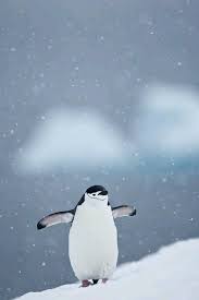 황새님 ghkdto 33 winter animals penguins chinstrap penguin