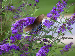 This product is perfect for all plants: Do Butterfly Bushes Need Fertilizer When And How To Fertilize A Butterfly Bush