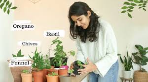 Four steps to growing basil indoors. Growing Italian Herbs In India Basil Oregano Chives Fennel Success Failure Youtube