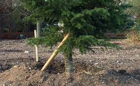 Elle pencha la tête vers l'enfant. Comment Bien Installer Un Tuteur Lors De La Plantation