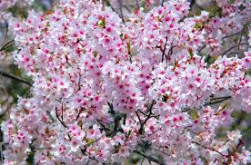 Click on the speaker icons to listen to the pronunciation. Sakura All About Japanese Cherry Trees Suki Desu