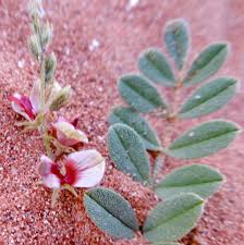 Image result for Indigofera spicata