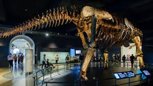 The Titanosaur: One of the Largest Dinosaurs | AMNH