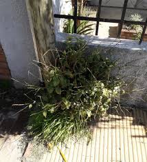 Image result for Petiveria alliacea