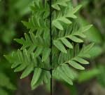 Image result for Cheilanthes botswanae