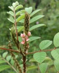 Image result for Indigofera astragalina-hirsuta