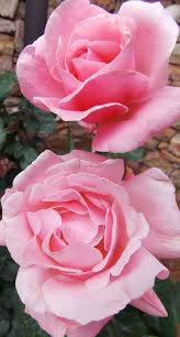 Maybe you would like to learn more about one of these? David Austin Roses The Graceful Gardener Hybrid Tea Roses Beautiful Roses David Austin Roses