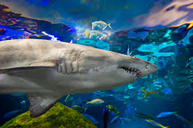 Feeding the Sharks in Ripley's Aquarium of Canada's Dangerous Lagoon