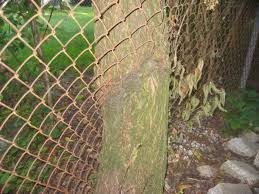 It's pretty simple, but it gives a clean look without any fancy tools or equipment. Fastening Fence To Trees Fine Homebuilding