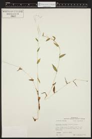 Image result for Arthraxon