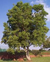 Image result for Combretum erythrophyllum