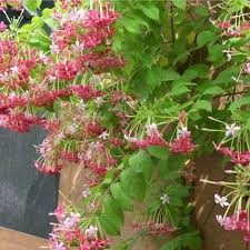 Image result for Combretum schumannii