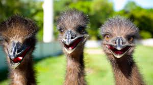 Emu synonyms, emu pronunciation, emu translation, english dictionary definition of emu. Goofy Looking Emus Are Leggy Flightless And Very Friendly Howstuffworks