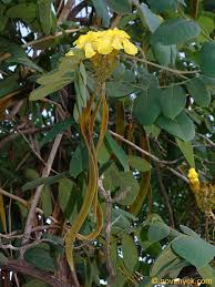 Image result for Markhamia obtusifolia