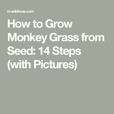 How To Grow Monkey Grass From Seed Monkey Grass Growing Grass Growing Grass From Seed