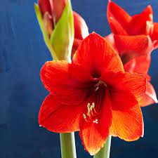 Decorate With Amaryllis Bulb Flowers Buy Flowers Online Flowers Online