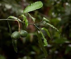 Image result for Tabernaemontana ventricosa