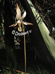 Image result for Aerangis collum-cygni