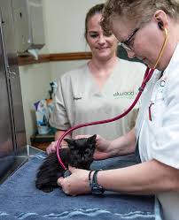 Apply to senior server, order filler, data entry clerk and more! Online Animal Hospital Tour Elwood Animal Hospital