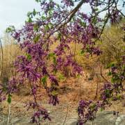 Image result for Millettia dura