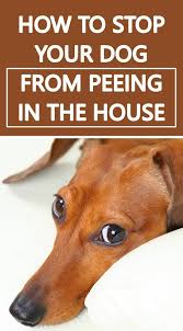 How To Get Your Dog From Peeing Inside The House Dog Pee Dog Potty Training Training Your Dog