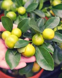 Image result for Citrus × aurantiifolia