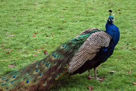 Karena pada dasarnya burung jalak kebo sangat mudah dalam perawatan, sehingga cocok untuk dijadikan bahan latihan dalam memelihara dan merawat burung. Peacock Free Stock Photo Hd Public Domain Pictures Most Beautiful Birds Peacock Pictures Peacock Images