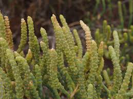 Image result for Halosarcia