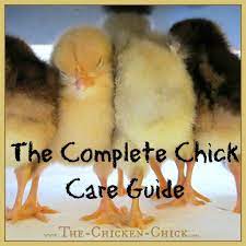 The Complete Chick Care Guide | The Chicken Chick®