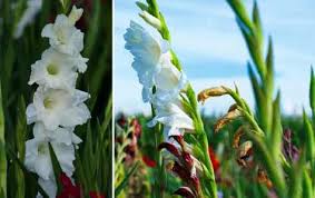 Found growing in a churchyard. Types Of White Flowers Stunning White Flowering Plants