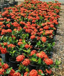 Image result for Ixora sp. A