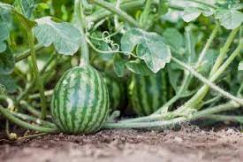 Vines can reach 20 feet in length. Growing Watermelon Easy Guide To A Sweet Harvest Lovetoknow