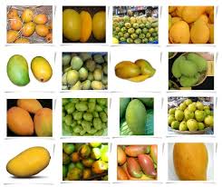 The Ultimate Guide to Mangoes: Your Summer Wellness Companion – KriyaFit