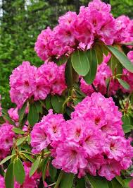 How To Grow Azaleas And Rhododendrons Azaleas Garden Beautiful Flowers Beautiful Flowers Garden
