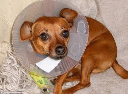 Man 20 Stuffed Grandmother S Chihuahua In 350 Degree Oven After Punching It In The Head Because It Nipped Him Dogs Dog Nipping Animal Abuse