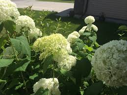 The common wild form has long, graceful flowers that form a bit of a cone shape up to a foot long. Living The Gardening Life In The Spotlight Annabelle Hydrangea Hydrangea Aborescens Annabelle