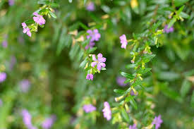 Pictures of pink/soft red flowers: Pink Flowers Tiny Flowers Shrub Pink Nature Garden Flora Spring Blooming Small Pxfuel