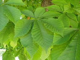 Este árbol es originario de india, exactamente de los balcanes. Castano De Indias Aesculus Hippocastanum Plantas Riomoros