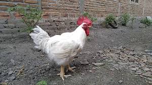 Kedungpanji Ayam Potong Jantan Brat 5 Kg Siap Disembelih Youtube