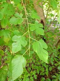 Included are a white oak leaf, a poplar leaf, a maple leaf, a mulberry leaf, a small cluster of walnut leaves, and an aspen leaf. White Mulberry Invasive Exotic Plants Of North Carolina Inaturalist