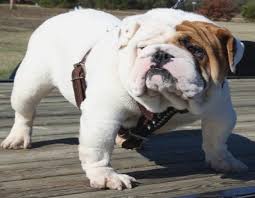 The bulldog breed comes from britain. English Bulldog Puppies For Sale In Texas English Bulldog Puppies