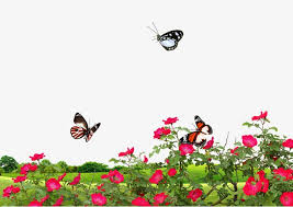 Spring Green Grass Safflower Background Effect Grass Clipart Rose Plant Png Transparent Clipart Image And Psd File For Free Download Grass Vector Celebration Background Planting Roses