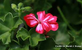 Image result for Pelargonium domesticum round-leaved bushy