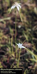 Image result for Rhynchospora eximia