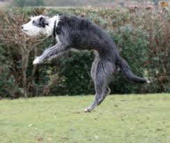 Lurcher Dog Breed Facts Highlights Buying Advice