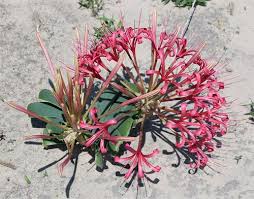 Image result for Ammocharis tinneana