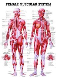 This diagram of the human body shows a range of organs that are important to human anatomy. The Female Muscular System Laminated Anatomy Chart